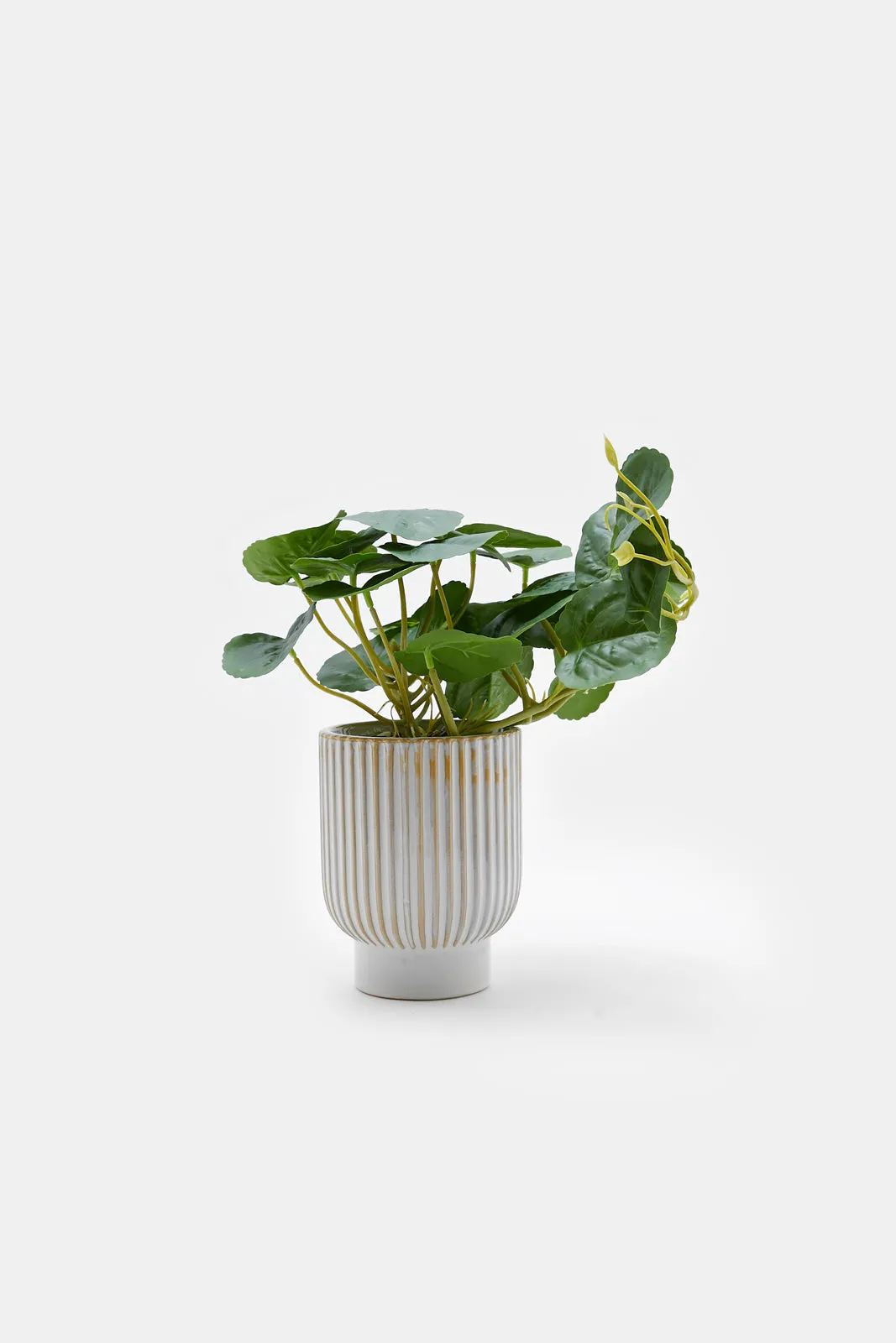 Artificial Creeper Plant In Ceramic Ribbed Pot