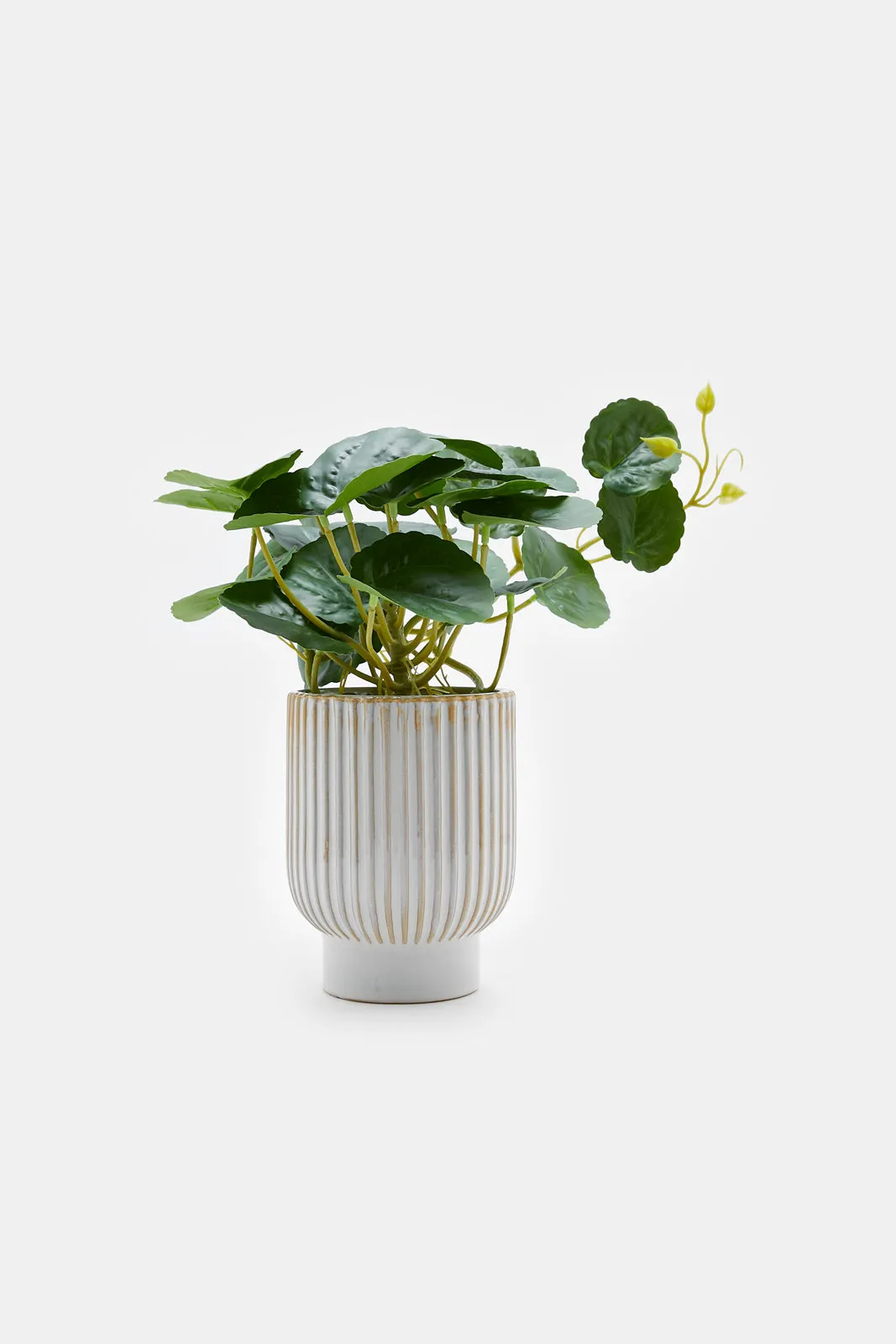 Artificial Creeper Plant In Ceramic Ribbed Pot