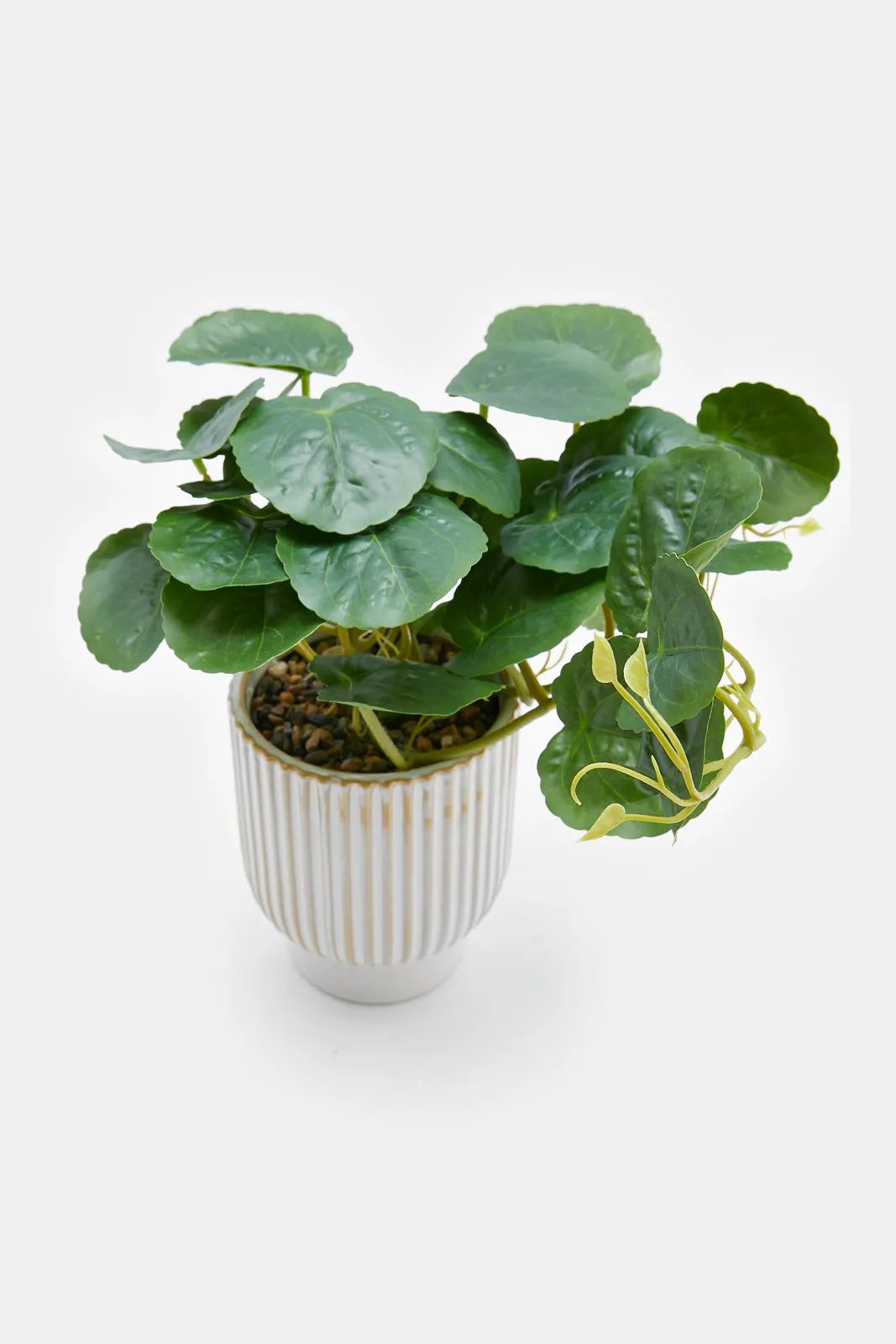 Artificial Creeper Plant In Ceramic Ribbed Pot