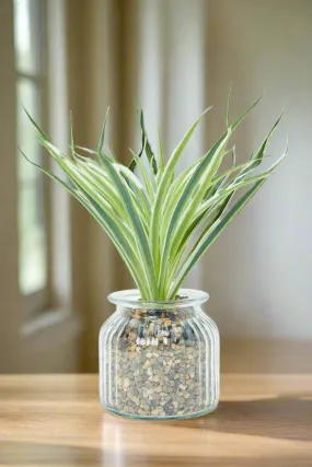 Artificial Suculent Plant With Glass Pot